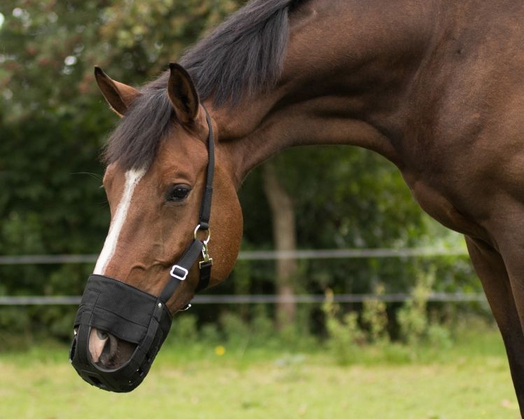 QHP Beweidungs Maske Pferde Maulkorb mit Nasenlöchern Schwarz